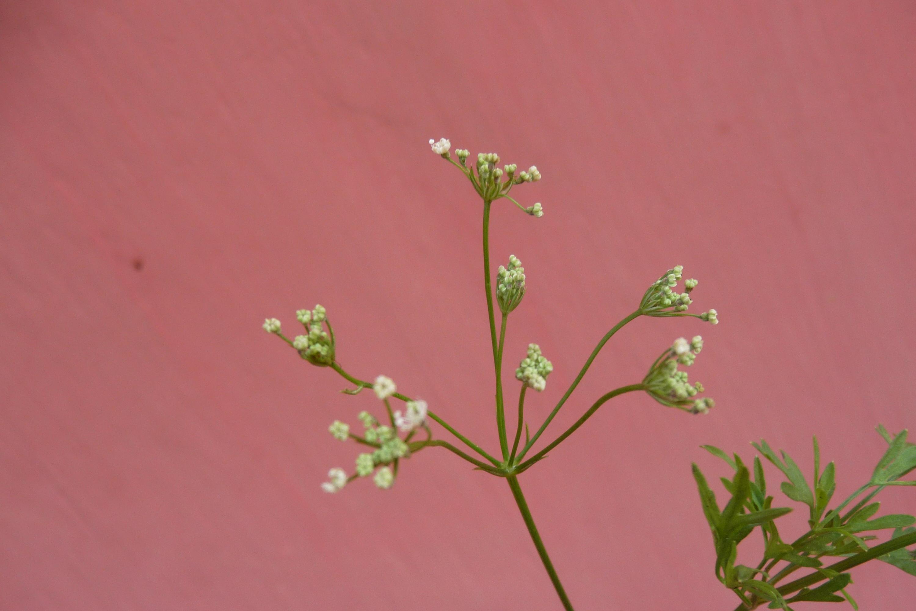 can you get b12 from plants Buy Plant-Based Vitamin B12 Powder  Natural Energy & Immunity Support