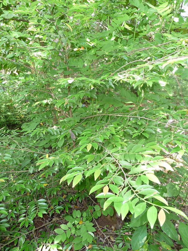 Katta nipelli chiroyli kokrak fotosurati Katta nipelli chiroyli kokrak fotosurati