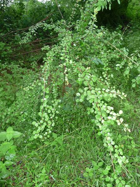 Medicine Katupila Plant Health And Traditional Medicine La comida está deliciosa shaka es un concepto único en méxico que combina los sabores de hawaii y japón, ofreciéndote un. medicine katupila plant health and traditional medicine