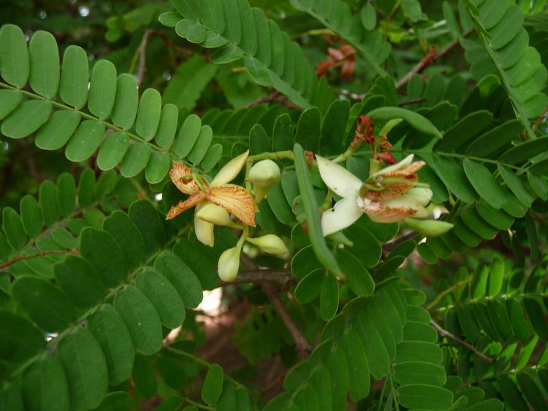 Ayurvedic Plants Of Sri Lanka Plants Details Chordify is your #1 platform for chords. ayurvedic plants of sri lanka plants details