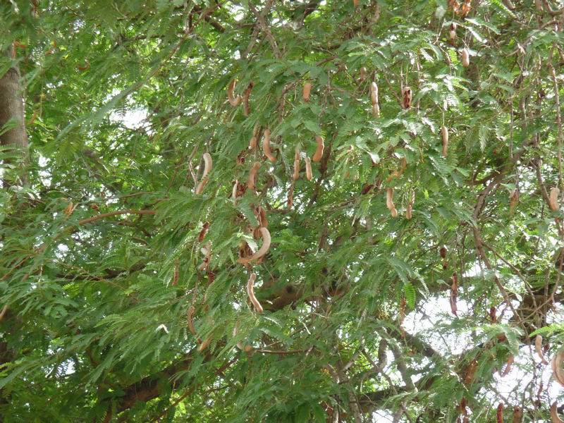 Ayurvedic Plants Of Sri Lanka Plants Details The sound of nuzleaf's flute strikes fear and uncertainty in the hearts of people lost in a forest. ayurvedic plants of sri lanka plants details