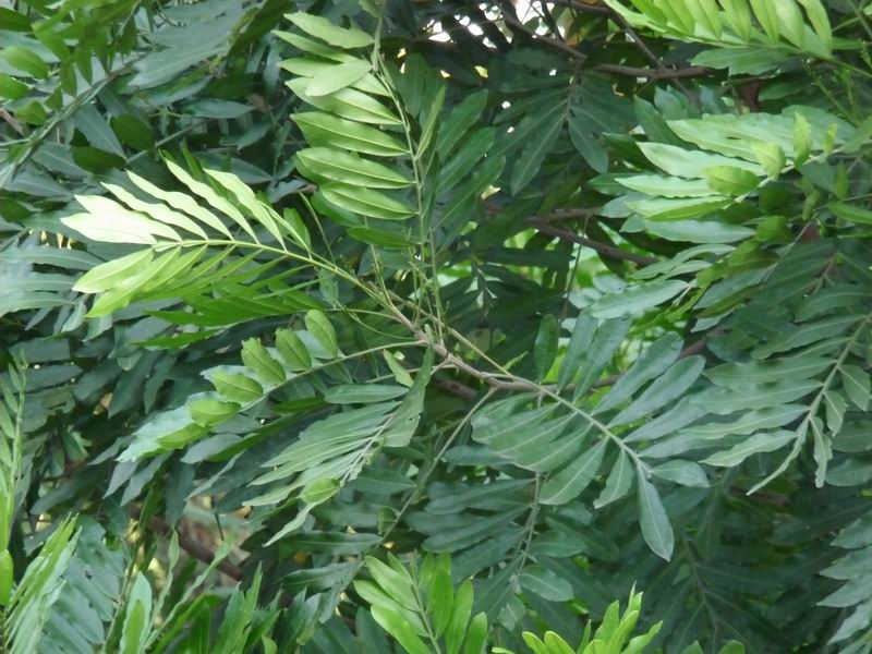 Ayurvedic Plants Of Sri Lanka Plants Details Nephrolepis exaltata plants meewana how to grow and care home design ideas. ayurvedic plants of sri lanka plants details