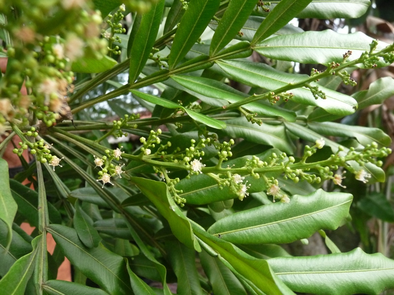 Ayurvedic Plants Of Sri Lanka Plants Details Meewon meevvan meewana meewna meeawn. ayurvedic plants of sri lanka plants details