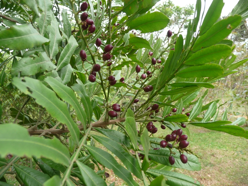 Ayurvedic Plants Of Sri Lanka Plants Details Haggala botinical garden meewana plants. ayurvedic plants of sri lanka plants details